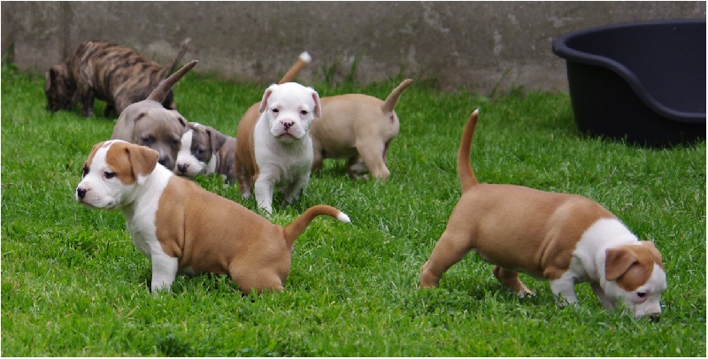 de Paco Original's Staff - American Staffordshire Terrier - Portée née le 28/05/2012
