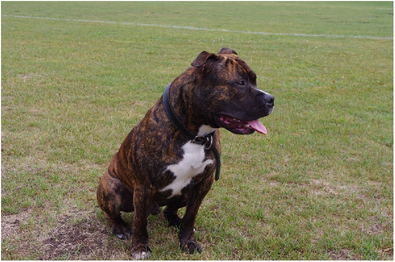 Explosive dog aka broken arrow de Paco Original's Staff