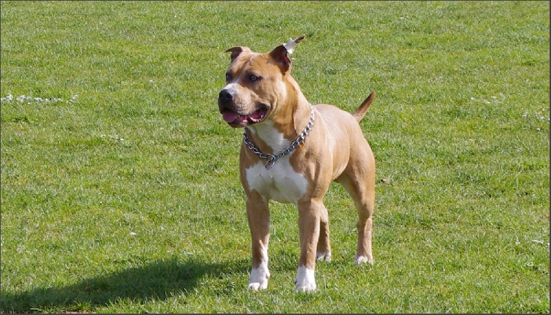 rican dogs G'narko