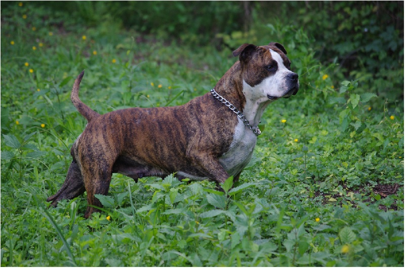 Buddy Doggz Star Kennel Carolina's rebel queen - queen -