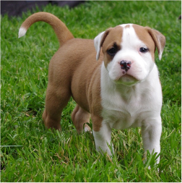 chiots donovan des anges de la marquise X paco original's staff ebola