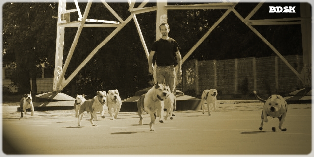 autres chiens