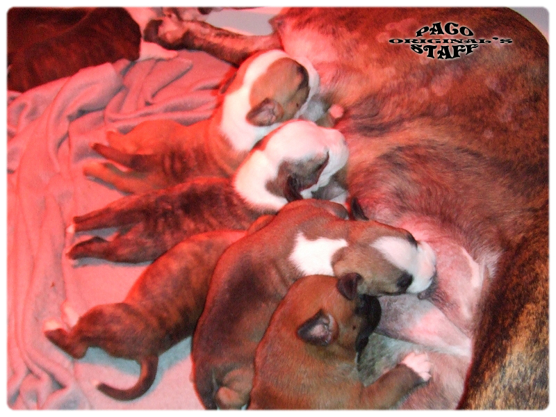 photos des chiots breeding armague X queen
