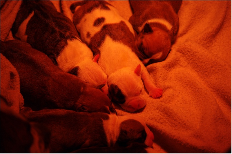 photos des chiots breeding brody X queen